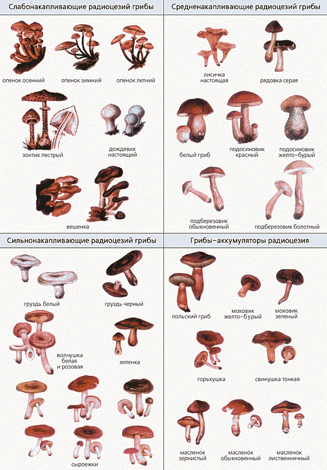 Грибы список названий и фото. Съедобные и ядовитые грибы таблица. Съедобные грибы.