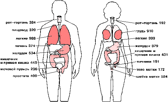 Строение человека внутренние со спины. Расположение внутренних органов человека со спины. Расположение внутренних органов у женщин со спины.