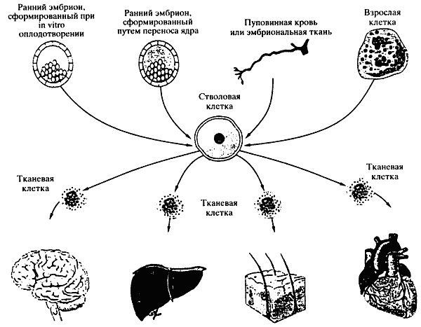 Дифференцировка. Стволовые клетки схема. Дифференцировка клеток зародыша процессы. Схема дифференцировки стволовых клеток. Схема дифференциации клеток.